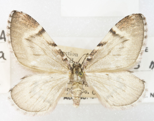 Stamnodes modocata