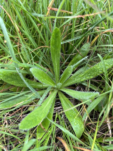iNaturalist observation photo of Rusty Popcornflower