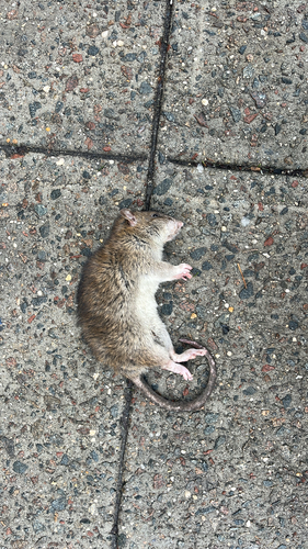 Rat photographed near here on 2026-01-19