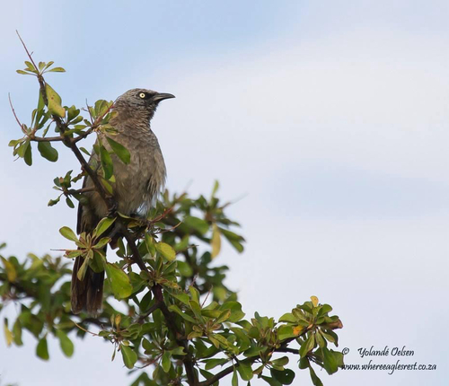 iNaturalist image