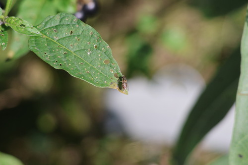 Unknown species found near Hendricks County, IN, USA