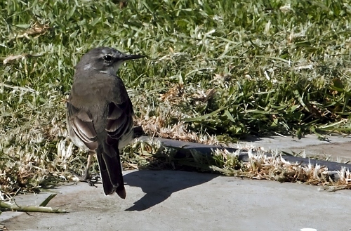 Cape Wagtail (Motacilla capensis)