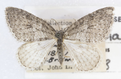 Venusia duodecemlineata secunda