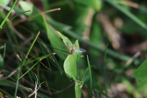 Unknown species found near Hendricks County, IN, USA