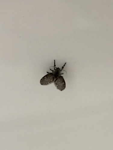 Unknown species found near University of Victoria, Oak Bay, BC, CA