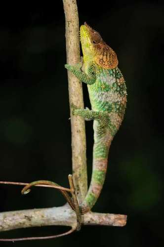 Amber Mountain Chameleon