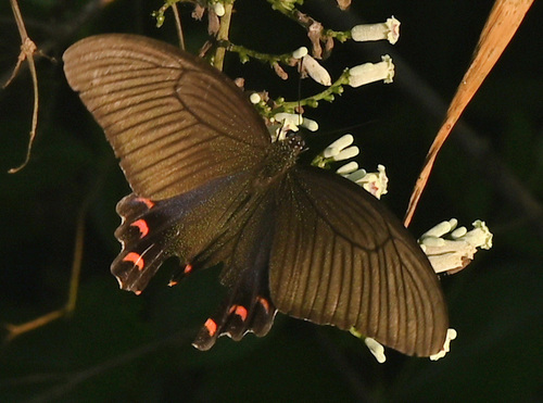 Chinese Peacock Swallowtail