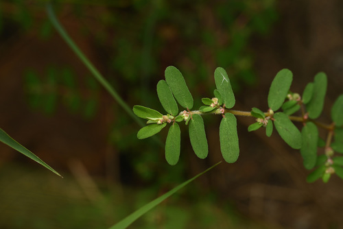 Spotted spurge