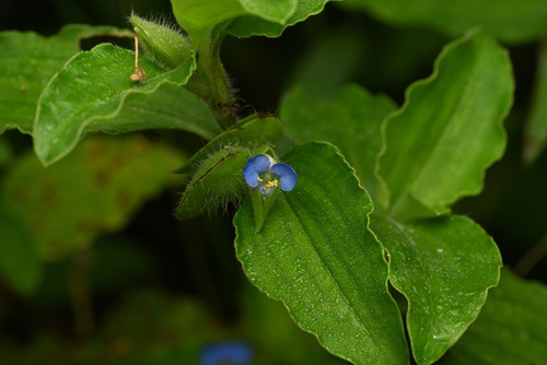 Benghal Dayflower