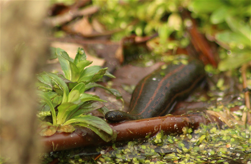 European Medicinal Leech, photo 7 of 7