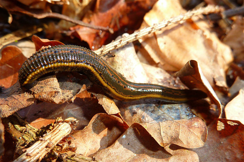 European Medicinal Leech, photo 6 of 7