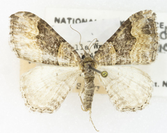 Xanthorhoe conciliaria