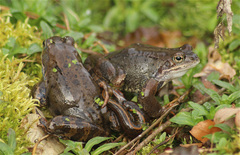 Hirudo medicinalis