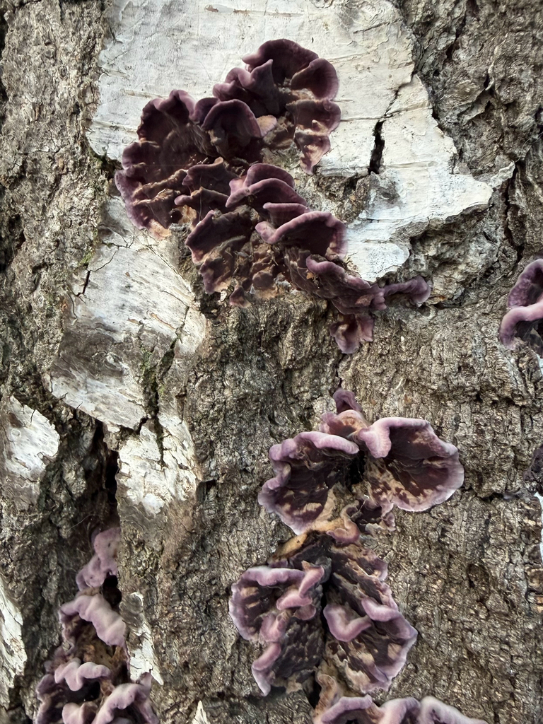 Chondrostereum purpureum · January 2026 · photo: © hh525 (iNaturalist, cc-by)