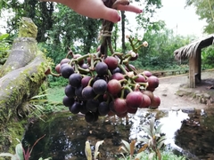 Pourouma cecropiifolia
