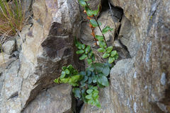 Pellaea calidirupium