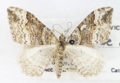 Xanthorhoe defensaria