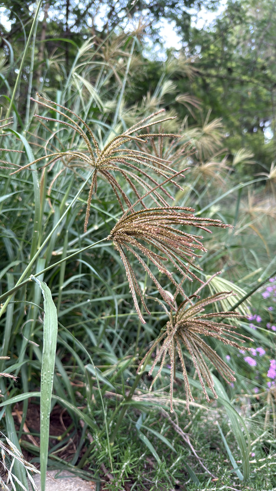 Rhodes grass