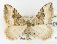 Xanthorhoe dentilinea