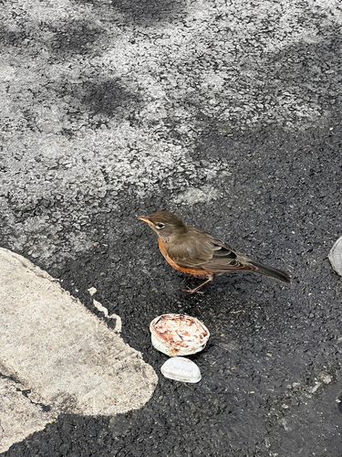American Robin