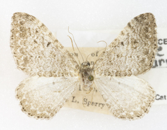 Xanthorhoe lagganata