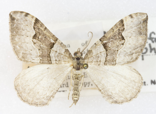 Xanthorhoe defensaria photo 4