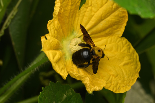 Appendiculate Carpenter Bee