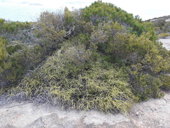 Platysace compressa