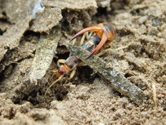 Labidura riparia