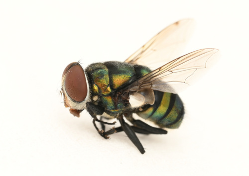Hairy Maggot Blow Fly
