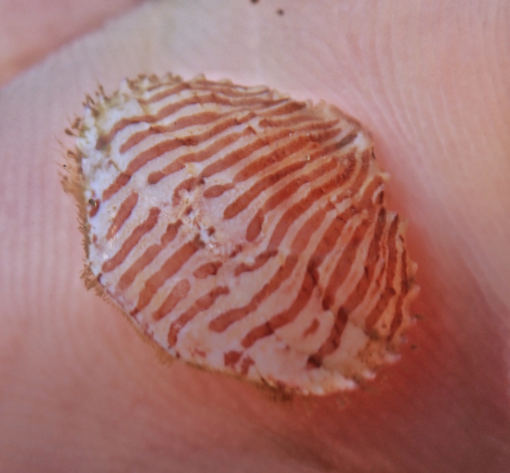 Cycloxanthops vittatus