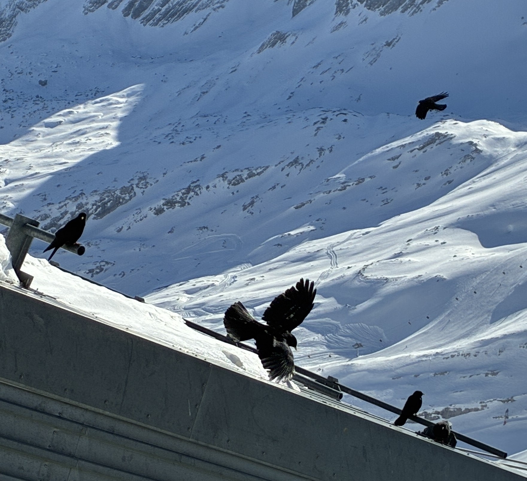 Alpine Chough (Pyrrhocorax graculus), photo 4