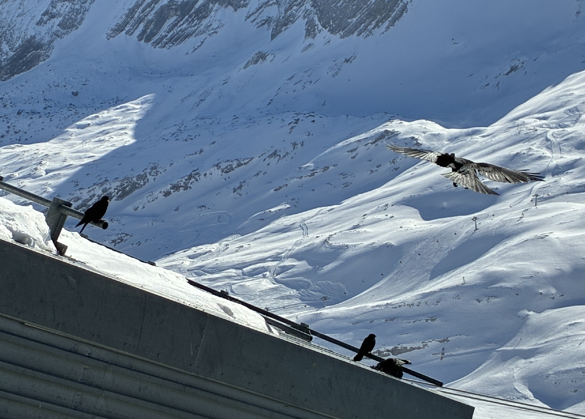 Alpine Chough (Pyrrhocorax graculus), photo 5