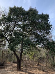 Quadrella odoratissima