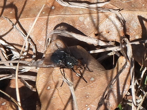 Unknown species found near Handley, Fort Worth, TX 76112, USA