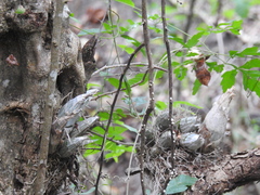 Catasetinae