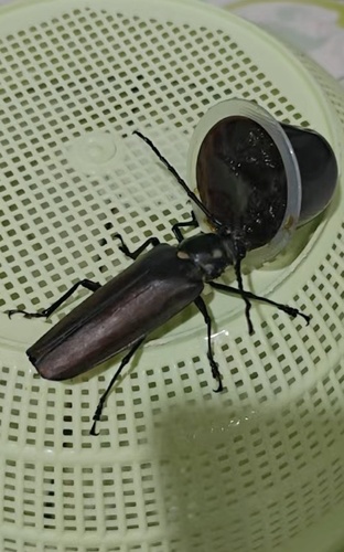 Callipogon relictus