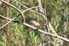 Phacellodomus sibilatrix