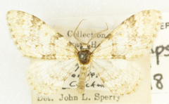 Zenophleps obscurata