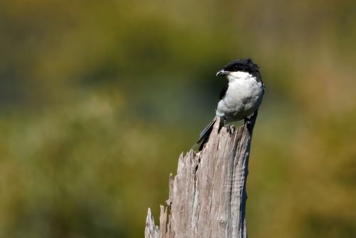 Southern Fiscal (Lanius collaris), photo 2