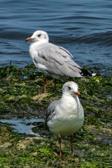 Chroicocephalus cirrocephalus