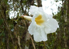 Tabebuia cassinoides