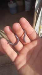 Indotyphlops braminus