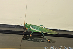 Moncheca bisulca kuthyi