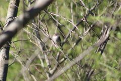 Hemitriccus margaritaceiventer