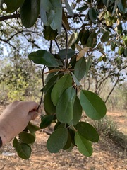 Quadrella odoratissima
