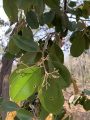 Quadrella odoratissima