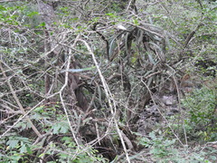 Selenicereus ocamponis