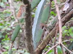 Selenicereus ocamponis