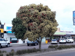 Metrosideros kermadecensis